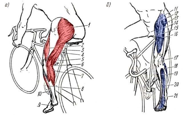 Как накачать мышцы при езде на велосипеде
