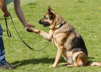 Дрессировка охранных собак: основы и методы